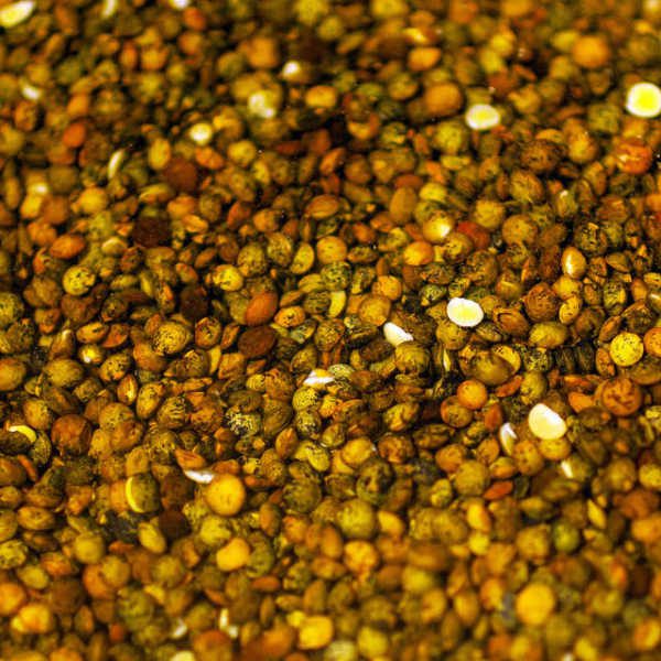 Les lentilles sont des aliments riches en fer