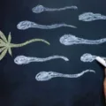 Le cannabis tue les spermatozoïdes : les effets prouvés sur la fertilité masculine