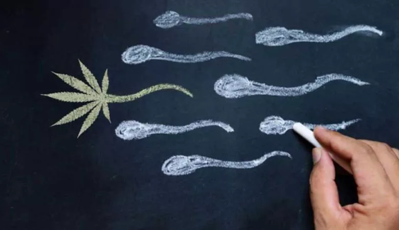Le cannabis tue les spermatozoïdes : les effets prouvés sur la fertilité masculine