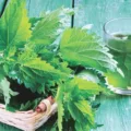 infusion d'ortie grossesse