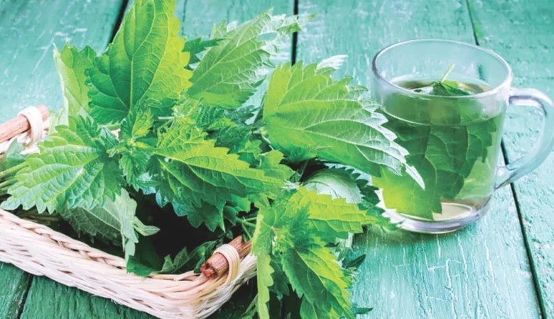 infusion d'ortie grossesse
