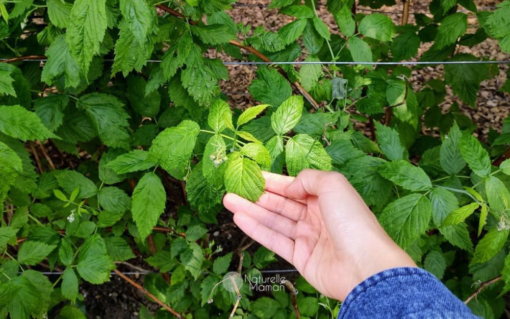 Quand prendre de l'infusion de feuilles de framboisier pendant la grossesse pour se préparer à l'accouchement - Naturelle Maman