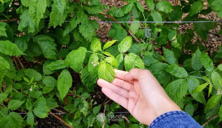 Quand prendre de l'infusion de feuilles de framboisier pendant la grossesse pour se préparer à l'accouchement - Naturelle Maman