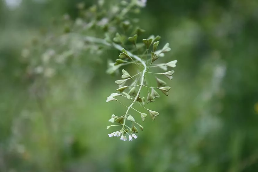plante contre les règles hémorragiques