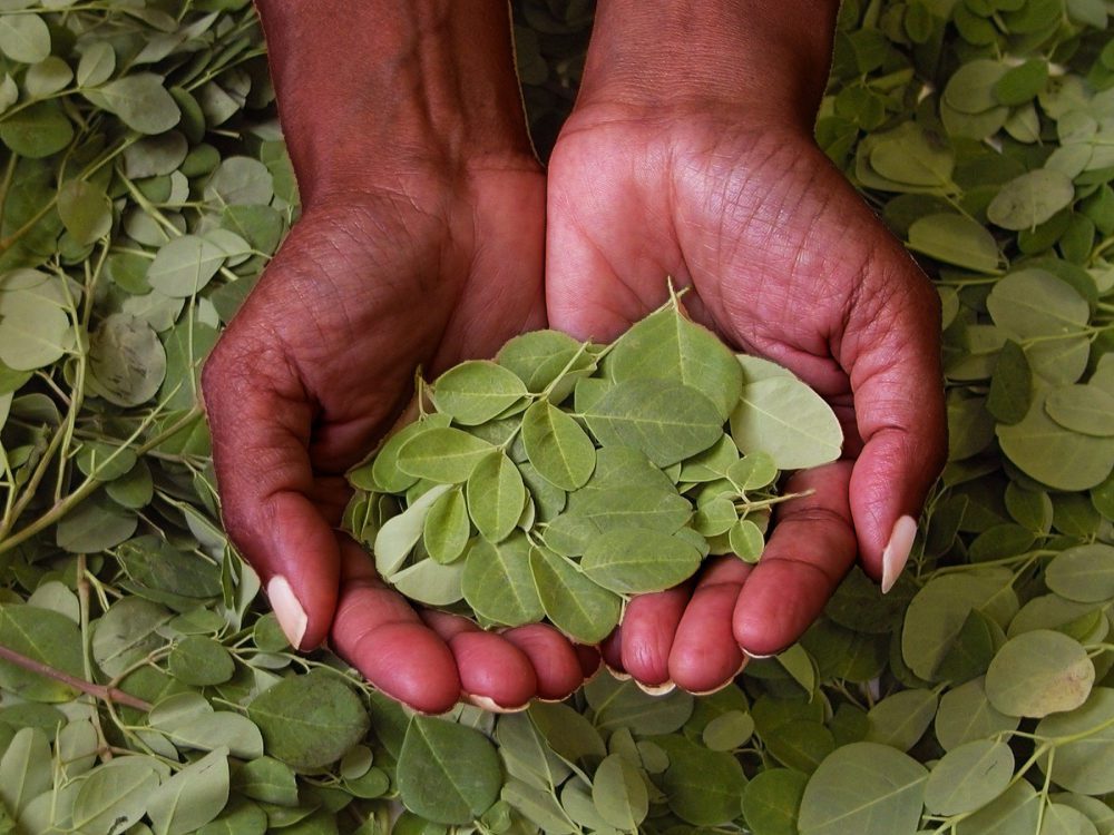 Les conseils de Naturelle Maman pour profiter des bienfaits du moringa pendant la grossesse