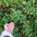 Les bienfaits de l'ortie pour le post-partum et l'allaitement sur Naturelle maman