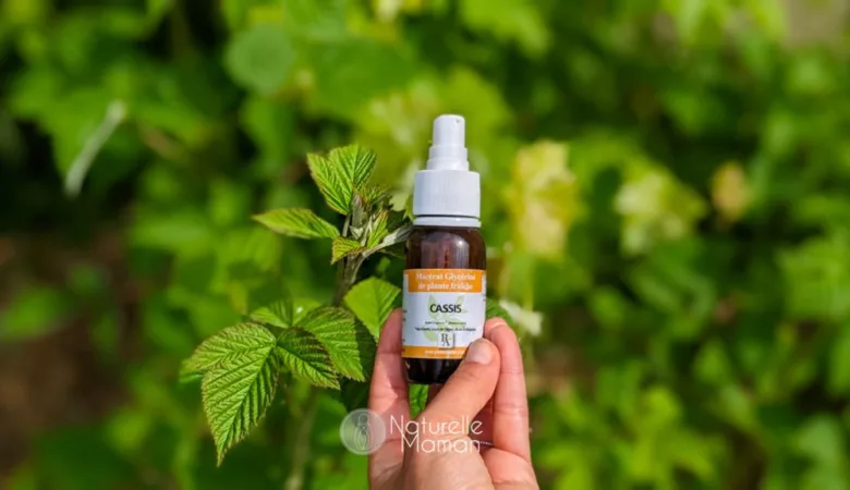 Les propriétés du macérat de bourgeons de cassis en gemmothérapie en cas d'allergies saisonnières.