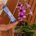 Les effets du ledum palustre en homéopathie pour éloigner les moustiques sur Naturelle Maman