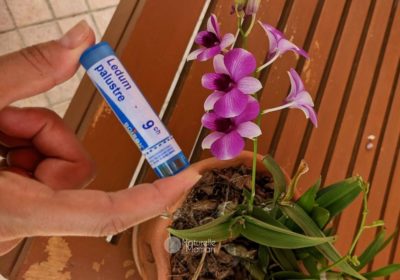 Les effets du ledum palustre en homéopathie pour éloigner les moustiques sur Naturelle Maman
