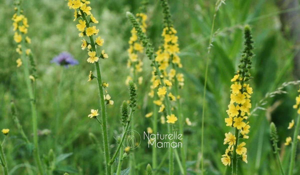 Phytothérapie et énurésie : l’aigremoine, une plante bénéfique pour les enfants - Naturelle Maman