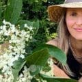 Fleurs de sureau noir fraîchement cueillies dans une main ouverte, avec les feuilles de l'arbuste en arrière-plan