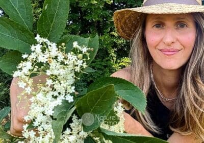 Fleurs de sureau noir fraîchement cueillies dans une main ouverte, avec les feuilles de l'arbuste en arrière-plan
